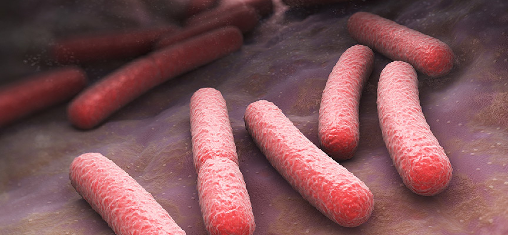 Cómo evitar la bacteria E.Coli Cómo evitar la bacteria E.Coli