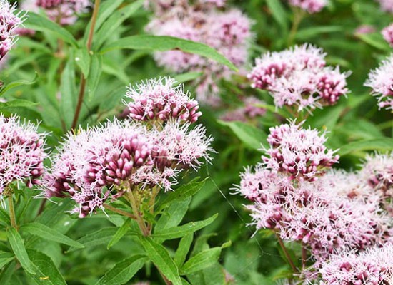Valeriana para relajarse y dormir mejor