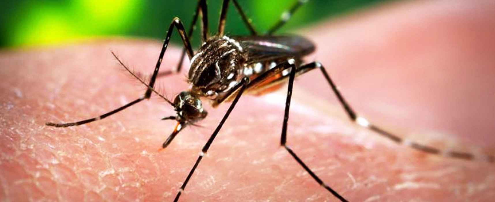 Virus Zika: cómo afecta a los bebés