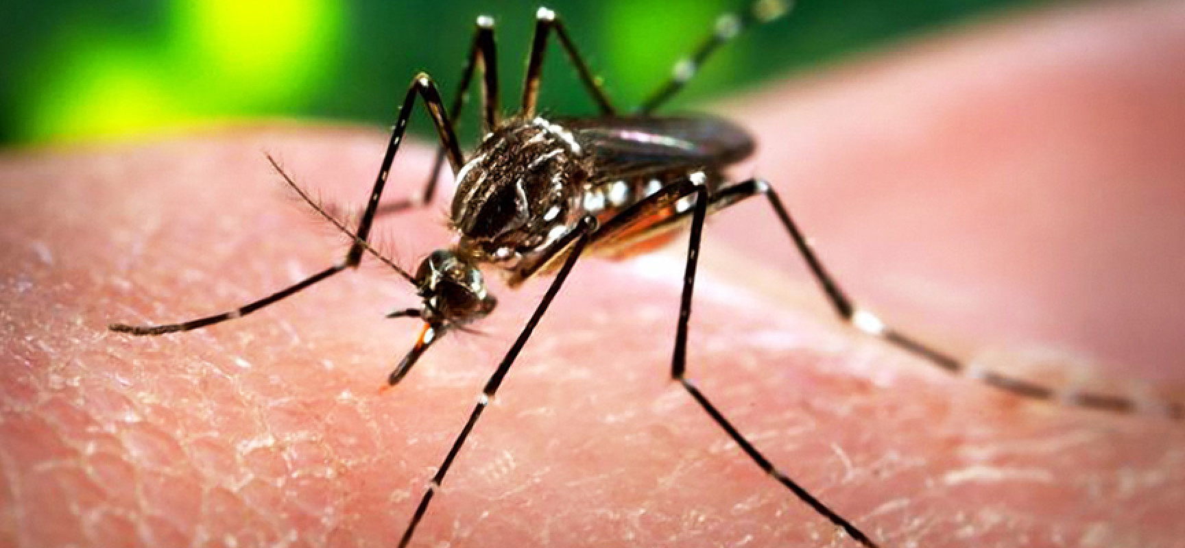 Virus Zika: cómo afecta a los bebés