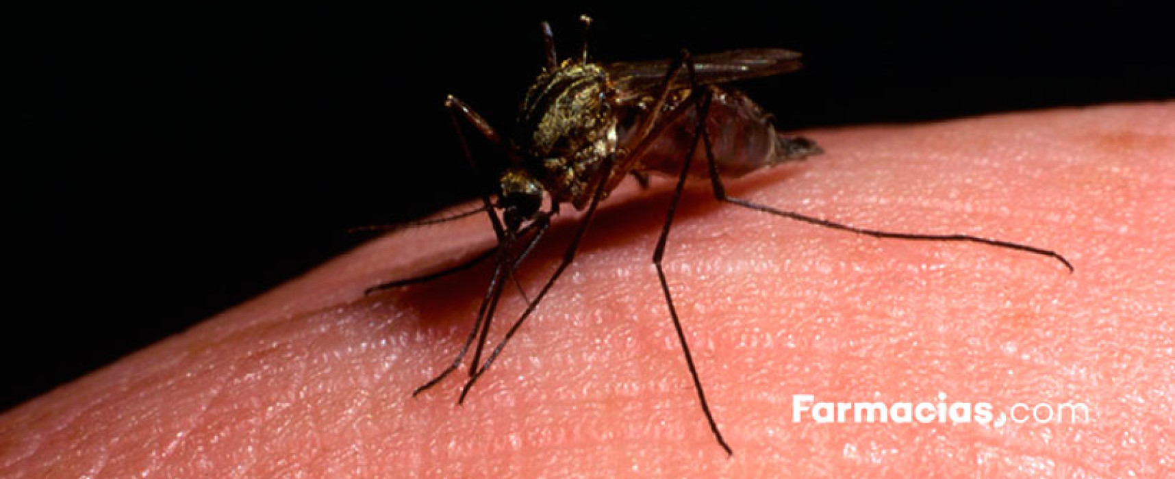 ¿Por qué los mosquitos pican más a algunas personas?