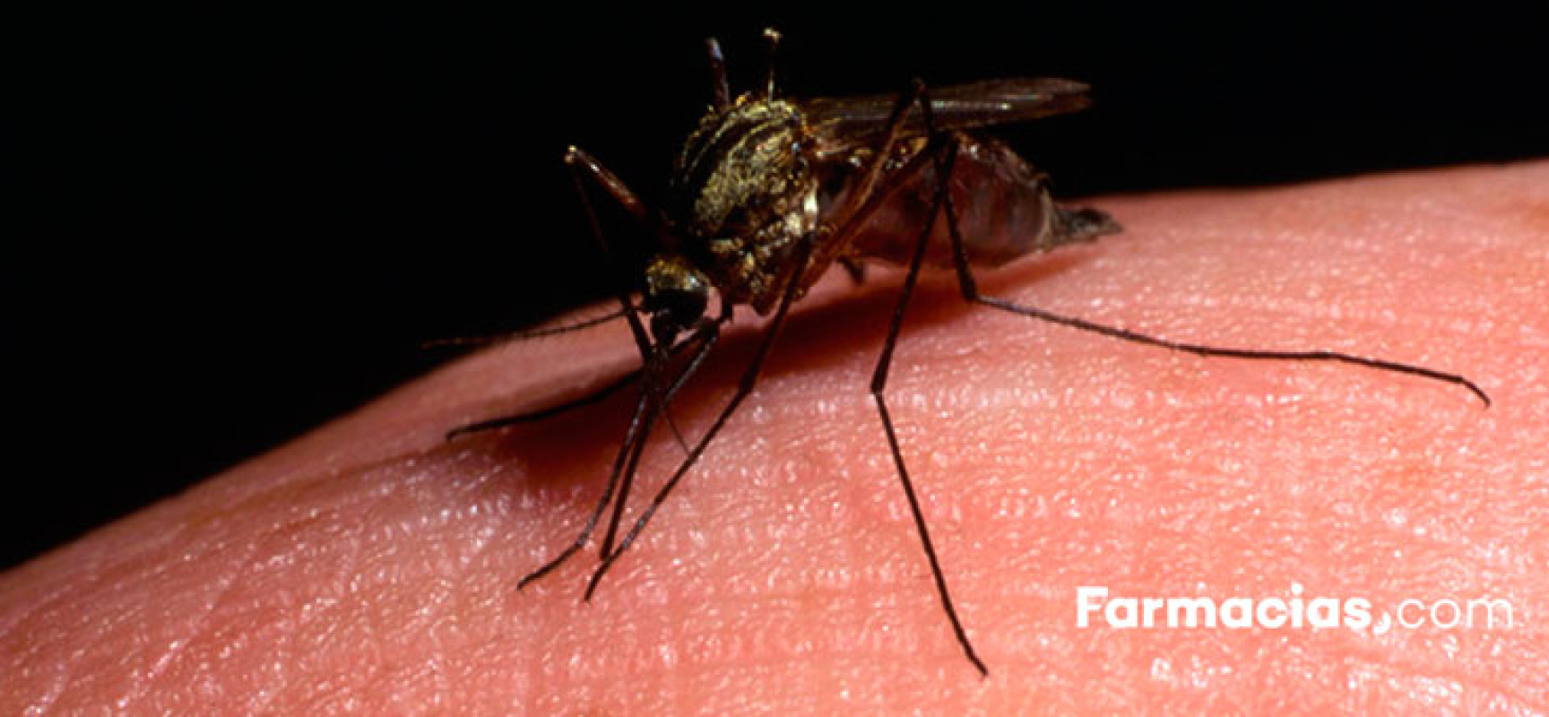 ¿Por qué los mosquitos pican más a algunas personas?