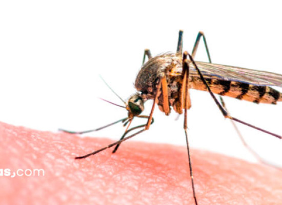 Virus Zika: situación actual en España