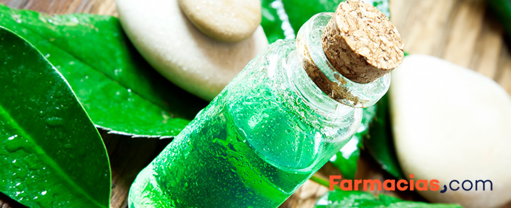 Tratamientos con aceite del árbol del té para los piojos
