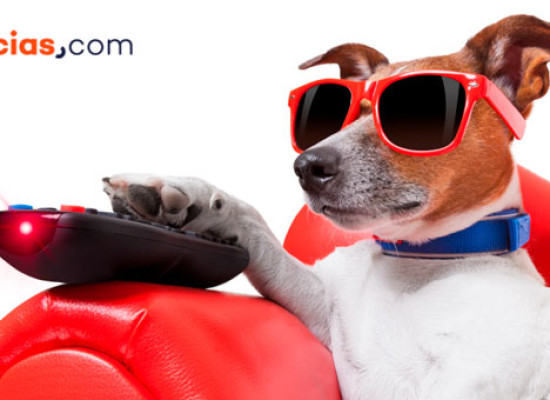¿Qué le gusta ver a tu perro en la televisión?