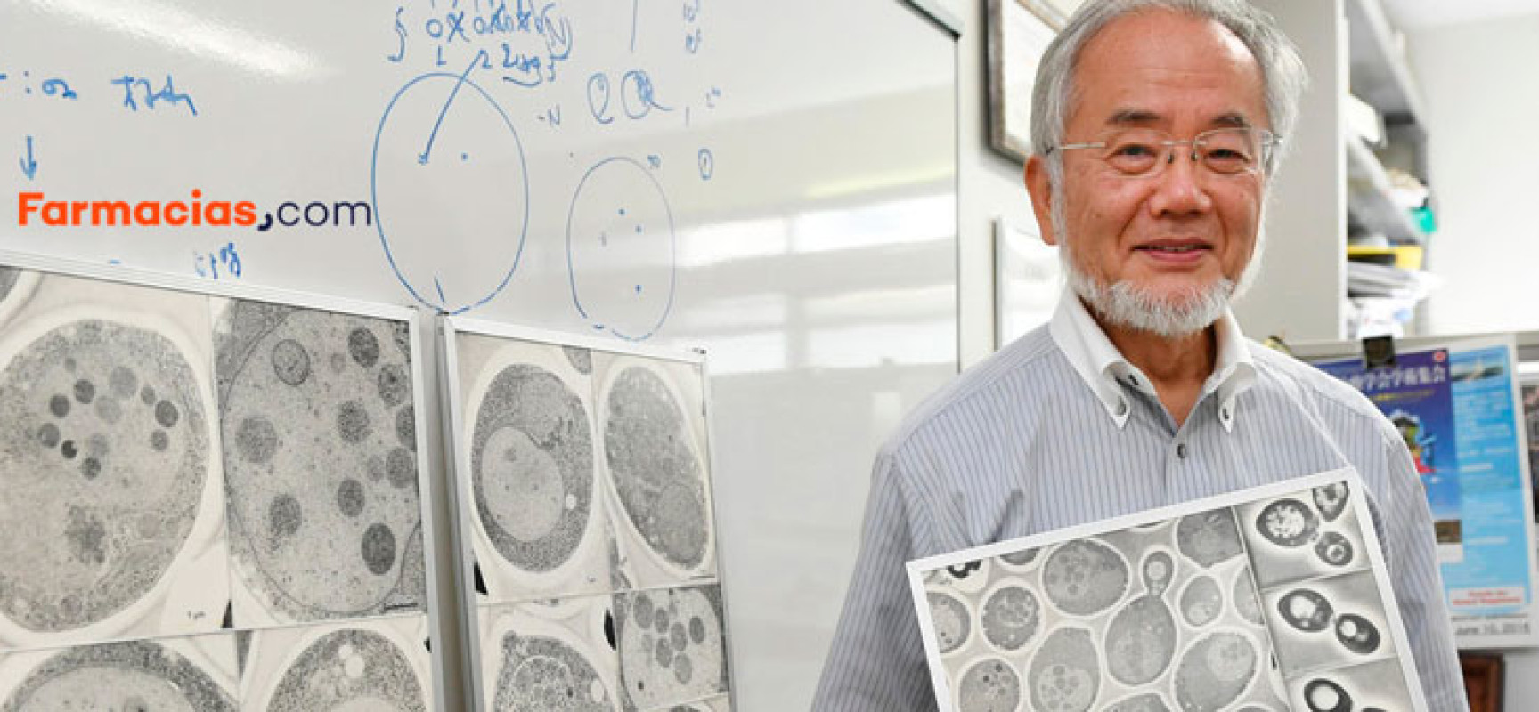 La autofagia se lleva el Premio Nobel de Medicina