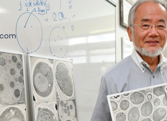 La autofagia se lleva el Premio Nobel de Medicina