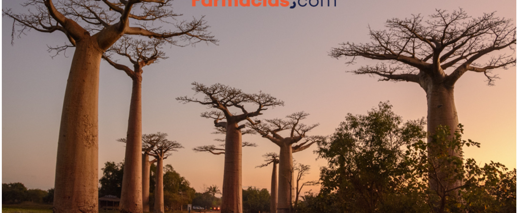 Baobab, el coloso de la salud llegado de África