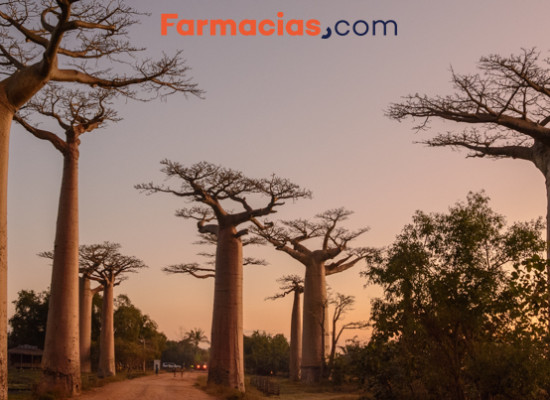 Baobab, el coloso de la salud llegado de África